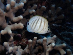 Chaetodon multicinctus