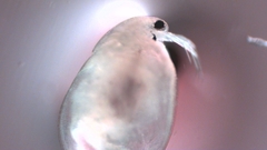 Simocephalus