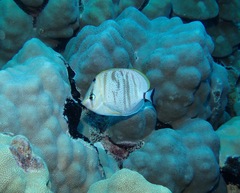 Chaetodon multicinctus