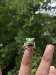Agalychnis dacnicolor