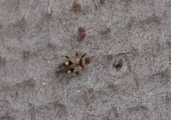Beosus maritimus