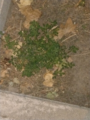 Medicago lupulina
