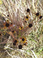 Rudbeckia
