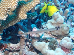 Aulostomus chinensis