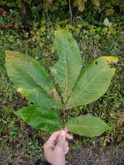 Carya ovata