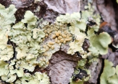 Lecanora symmicta