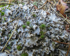 Peltigera praetextata