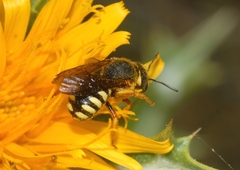 Rhodanthidium septemdentatum