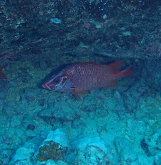 Sargocentron spiniferum