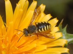 Rhodanthidium septemdentatum