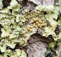 Lecanora symmicta