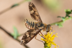 Poecilanthrax arethusa