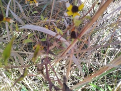 Rudbeckia