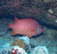 Sargocentron spiniferum