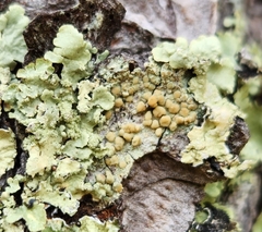 Lecanora symmicta