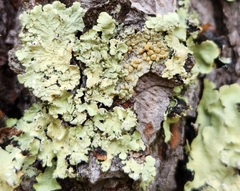 Lecanora symmicta