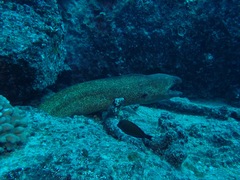 Gymnothorax flavimarginatus