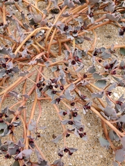 Euphorbia copiapina