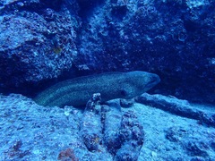 Gymnothorax flavimarginatus