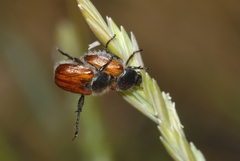 Anisoplia remota