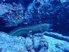 Gymnothorax flavimarginatus