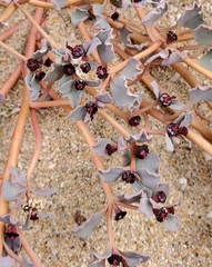 Euphorbia copiapina