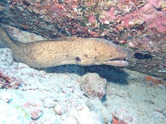 Gymnothorax flavimarginatus