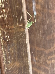 Tettigoniidae