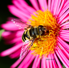 Eristalis transversa