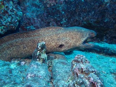 Gymnothorax flavimarginatus
