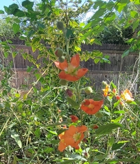 Sphaeralcea angustifolia