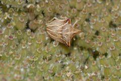 Ancyrosoma leucogrammes