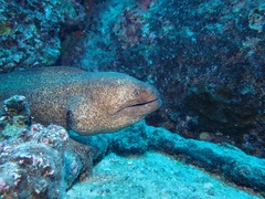 Gymnothorax flavimarginatus