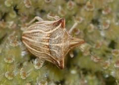 Ancyrosoma leucogrammes