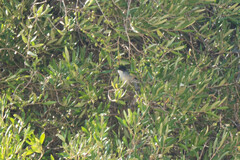 Curruca melanocephala