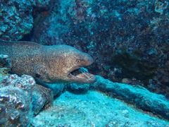 Gymnothorax flavimarginatus