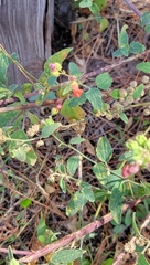 Sphaeralcea fendleri
