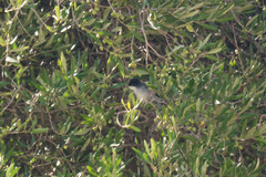 Curruca melanocephala