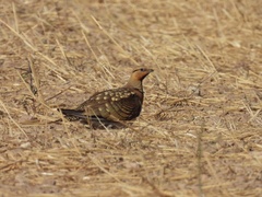 Pterocles alchata