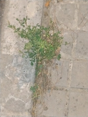Medicago lupulina