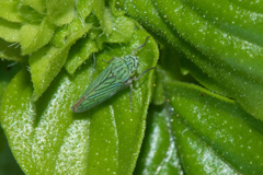 Graphocephala cythura