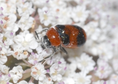 Coptocephala