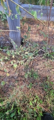 Sphaeralcea fendleri