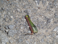 Schistocerca shoshone