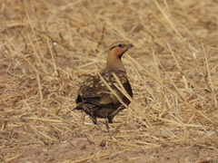 Pterocles alchata