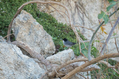 Curruca melanocephala