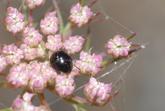Parexochomus nigromaculatus