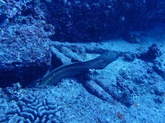 Gymnothorax flavimarginatus