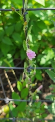 Sphaeralcea fendleri