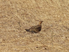 Pterocles alchata